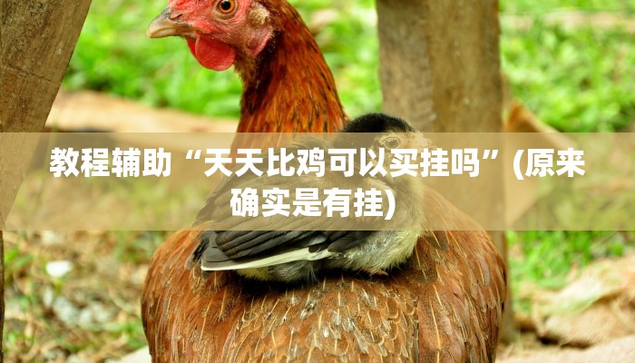 开挂辅助工具“白金岛三打哈免费挂”其实确实有挂