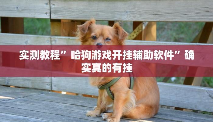 实测教程”哈狗游戏开挂辅助软件”确实真的有挂