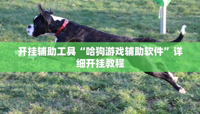 开挂辅助工具“哈狗游戏辅助软件”详细开挂教程